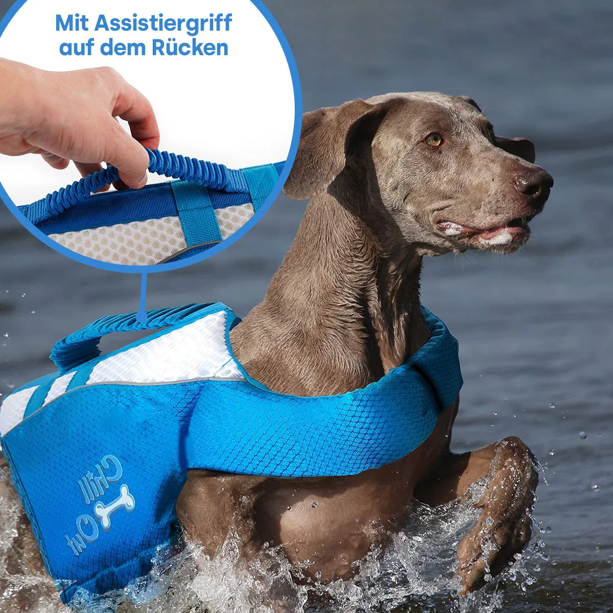 Schwimmweste für Hunde - Image 7